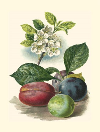 Framed Plum Blossom Print