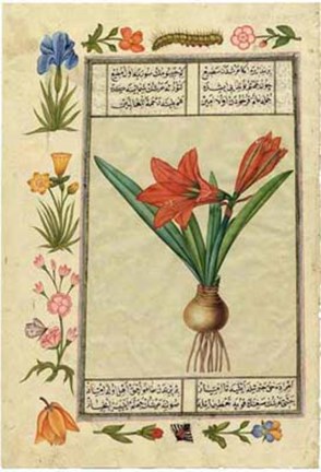 Framed India Nature Study II Print