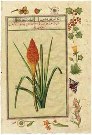 Framed India Nature Study III Print