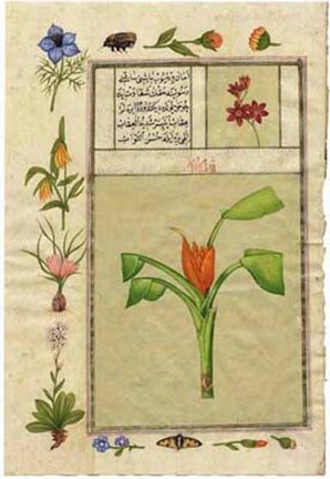 Framed India Nature Study IV Print