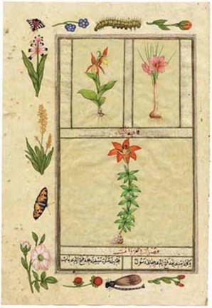 Framed India Nature Study V Print