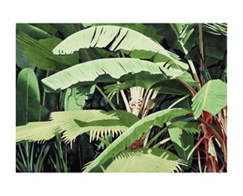 Framed Tropical Harmony Print