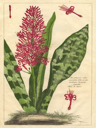 Framed Fleur De Rouge I Print