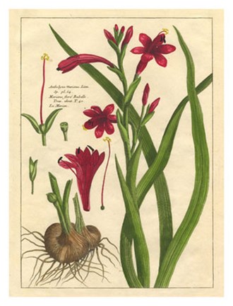 Framed Fleur De Rouge II Print