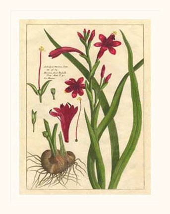 Framed Fleur De Rouge II Print