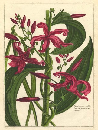 Framed Fleur De Rouge III Print