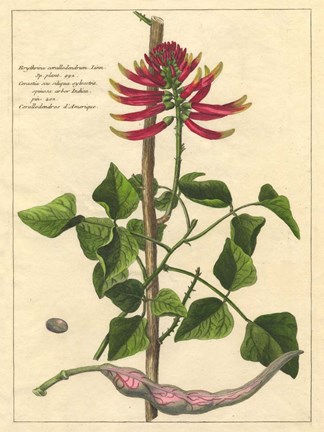 Framed Fleur De Rouge IV Print