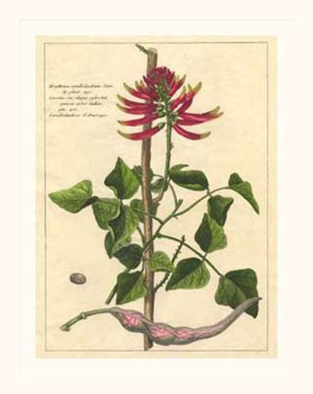 Framed Fleur De Rouge IV Print