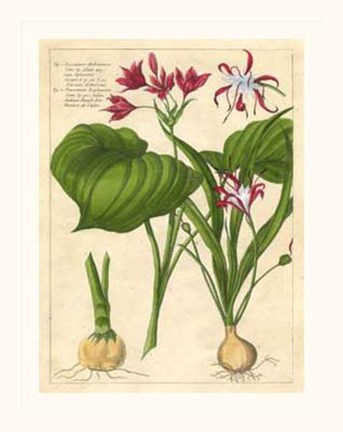 Framed Fleur De Rouge V Print