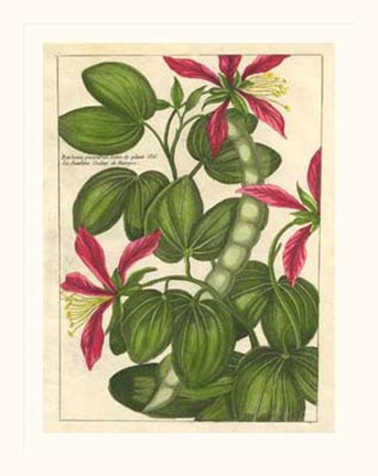 Framed Fleur De Rouge VI Print