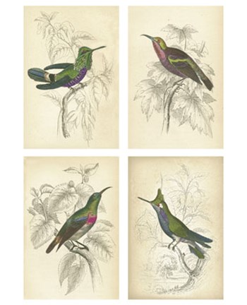 Framed Jardini Hummingbirds Print