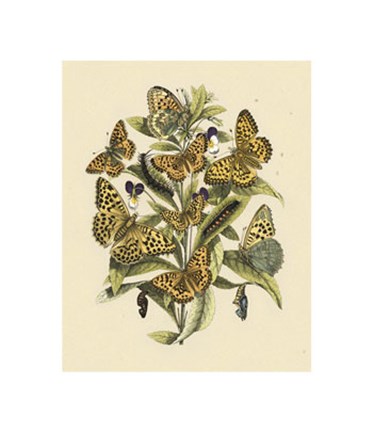 Framed Natures Delicate Gathering I Print