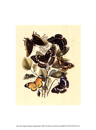 Framed Natures Delicate Gathering III Print