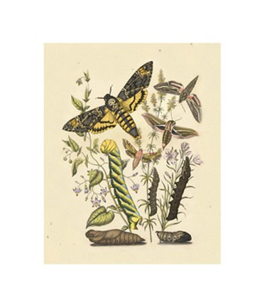 Framed Natures Delicate Gathering IV Print