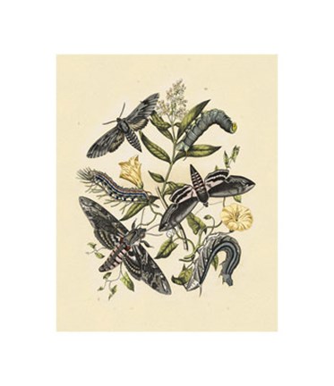 Framed Natures Delicate Gathering V Print