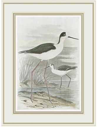 Framed Winged Stilt Print
