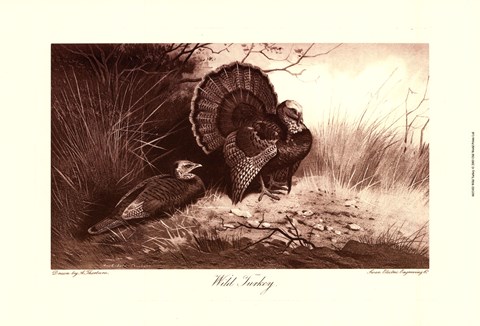 Framed Wild Turkey Print