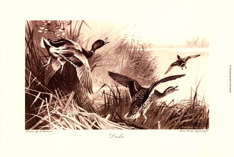 Framed Ducks Print