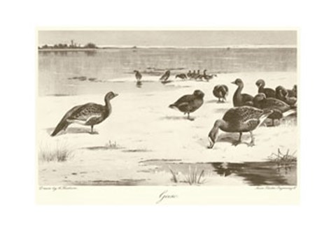 Framed Geese Print