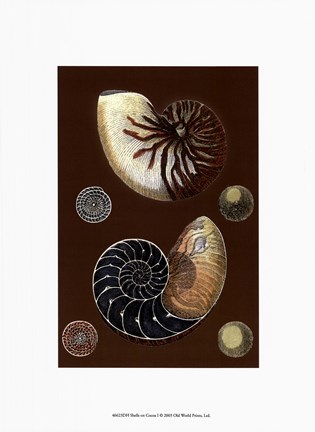 Framed Shells on Cocoa I Print