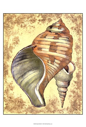 Framed Sand and Shells II Print