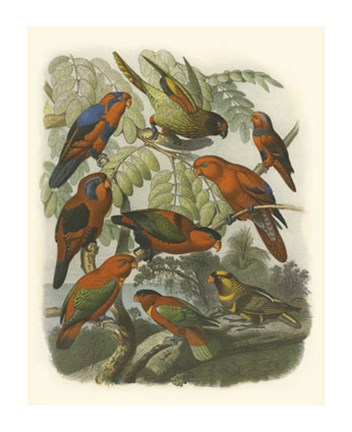 Framed Red Cassel Birds II Print