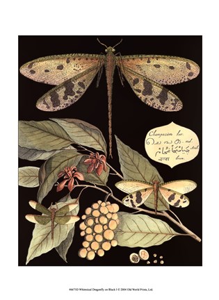 Framed Whimsical Dragonfly on Black I Print