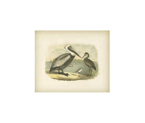 Framed Brown Pelican Print