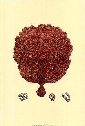 Framed Red Coral (N) II Print