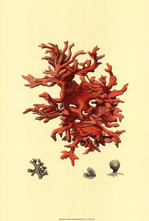 Framed Red Coral (N) III Print