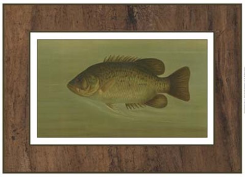 Framed Rock Bass Print
