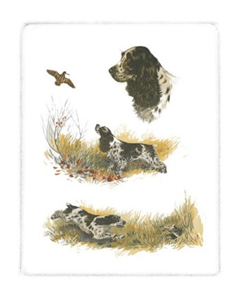 Framed Cocker Spaniel Print