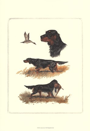 Framed Gordon Setter Print
