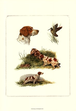 Framed Brittany Print