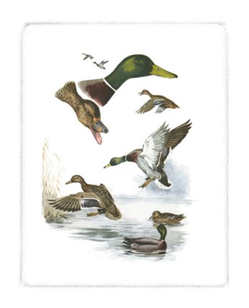 Framed Mallard Print
