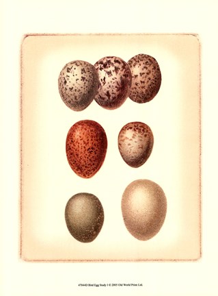 Framed Bird Egg Study I Print