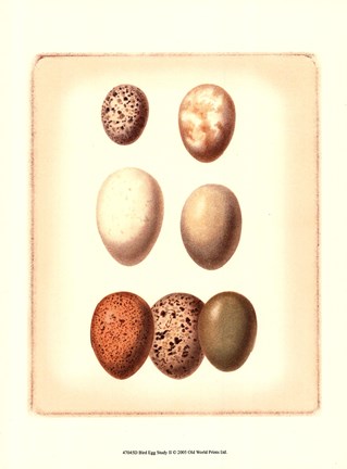 Framed Bird Egg Study II Print