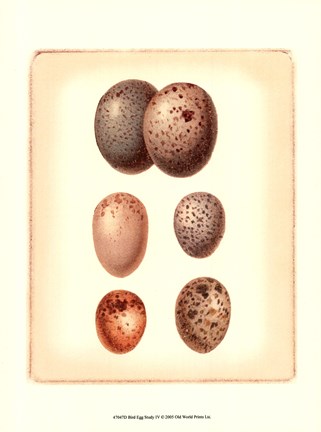 Framed Bird Egg Study IV Print