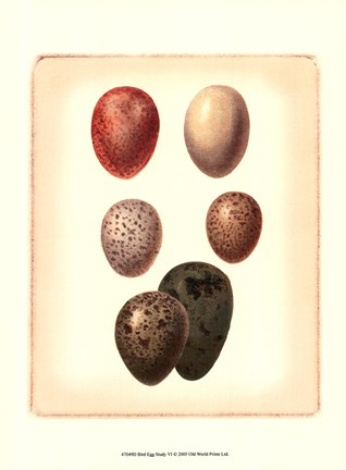 Framed Bird Egg Study VI Print