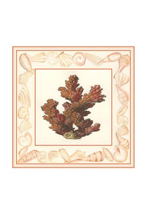 Framed Coral with Shell Border II Print