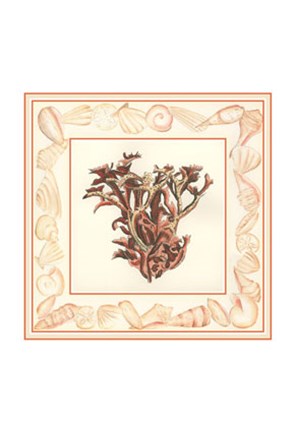 Framed Coral with Shell Border III Print