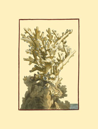 Framed Coral by the Sea I Print