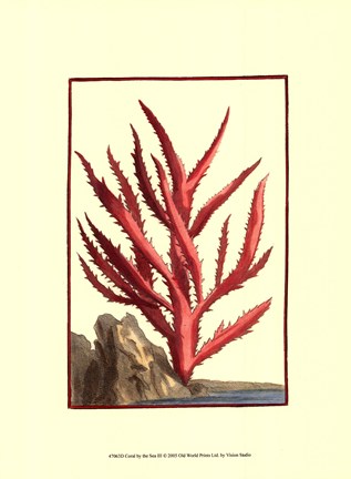 Framed Coral by the Sea III Print
