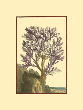 Framed Coral by the Sea V Print