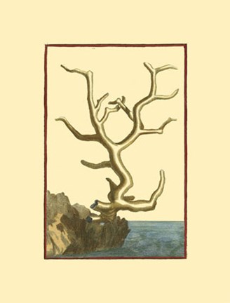 Framed Coral by the Sea VI Print