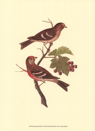 Framed Antique Bird Pair II Print