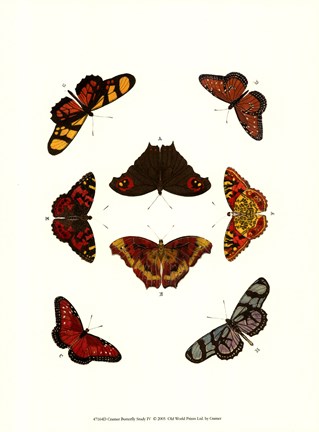 Framed Butterfly Study IV Print