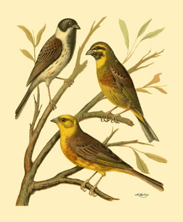 Framed Domestic Bird Family I Print