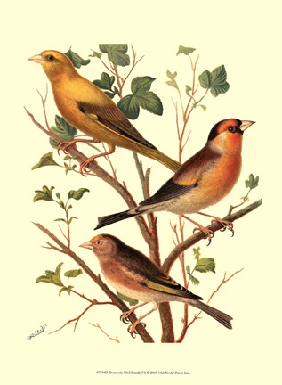 Framed Domestic Bird Family VI Print