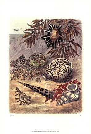 Framed Shell Composition I Print